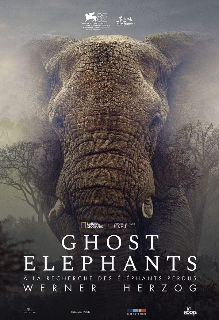 Lire la suite à propos de l’article Ghost elephants